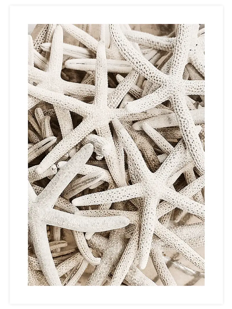 Beyaz Deniz Yıldızları – Art Print