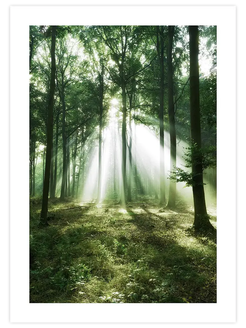 Bosque de Luz - Art Print