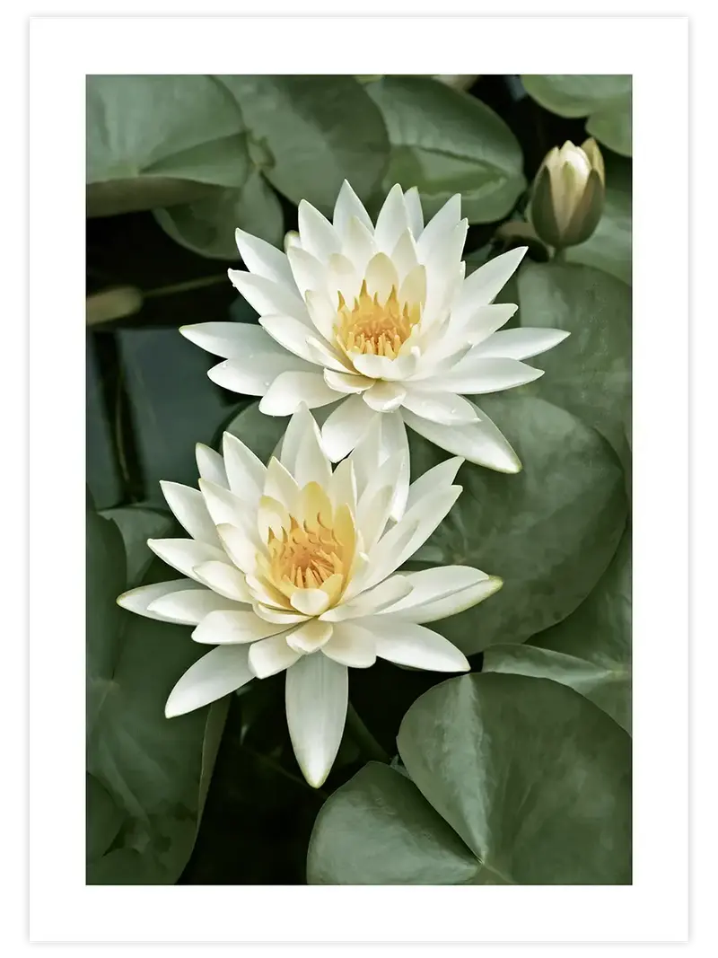 Les Lotus - Art Print