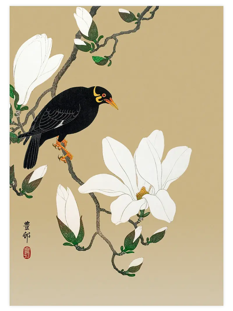Ohara Koson Hill Myna on a Magnolia Branch - Art Print