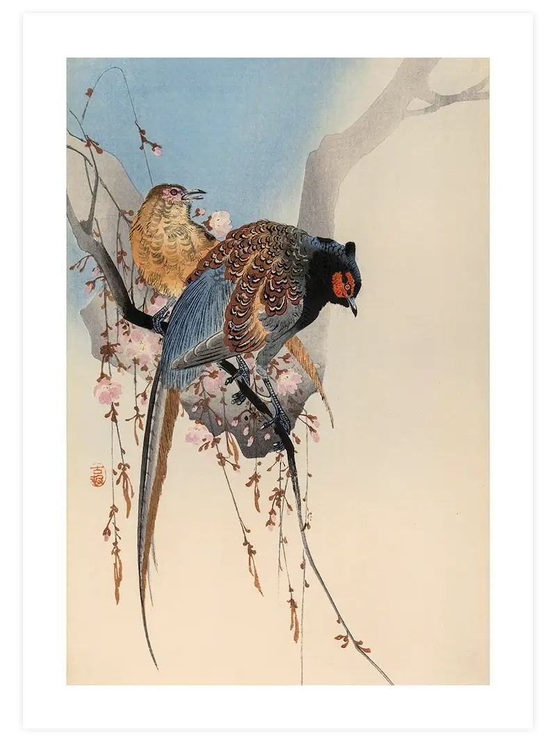Ohara Koson Pheasant Couple and Plum Blossom - Art Print
