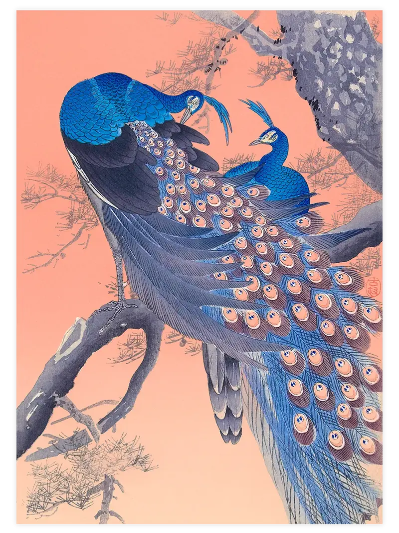 Ohara Koson Two Peacocks on Tree Branch - Art Print