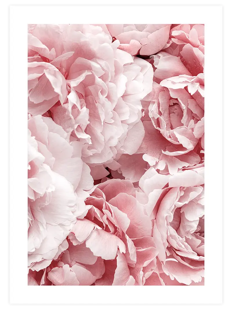Pivoines Roses – Art Print