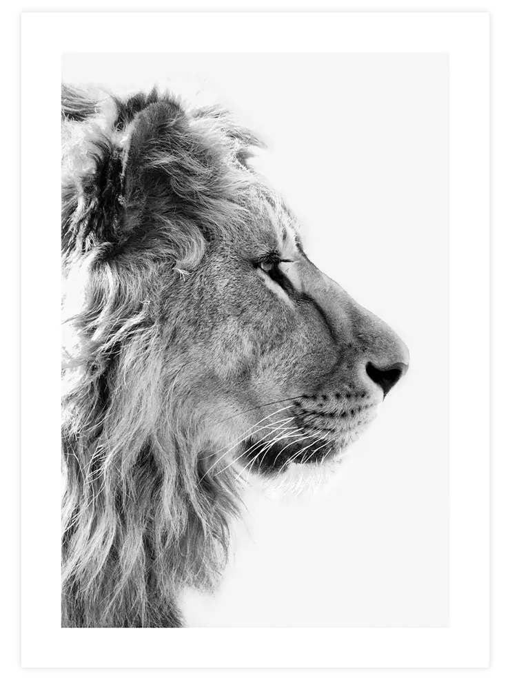 Siyah Beyaz Aslan - Art Print