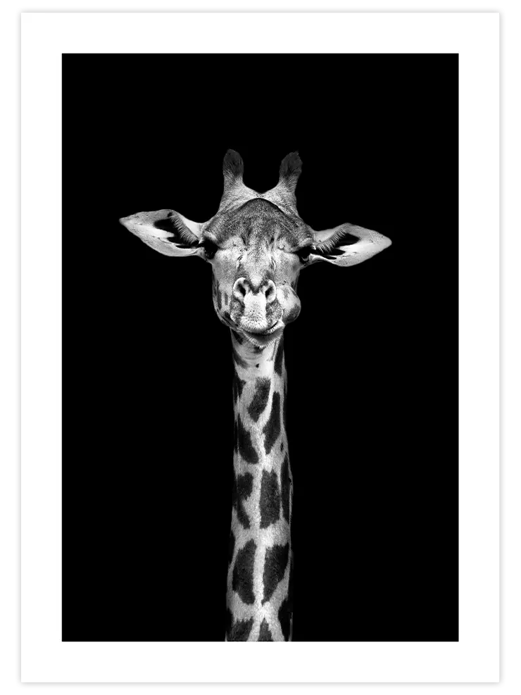 Siyah Beyaz Zürafa - Art Print