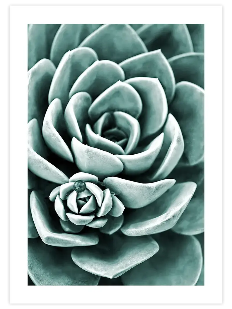 Yeşil Sukulent - Art Print